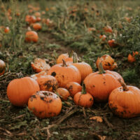 Harvest Pumpkin