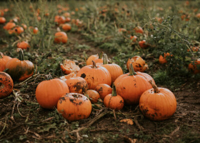 Harvest Pumpkin