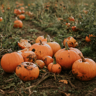 Harvest Pumpkin
