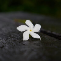 Moonlit Jasmine