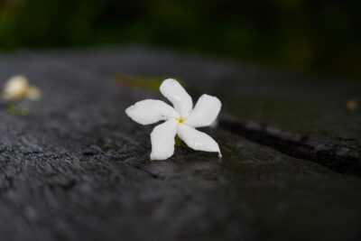 Moonlit Jasmine