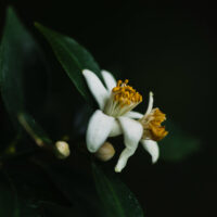 Solstice Neroli