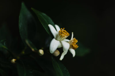 Solstice Neroli