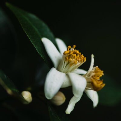 Solstice Neroli