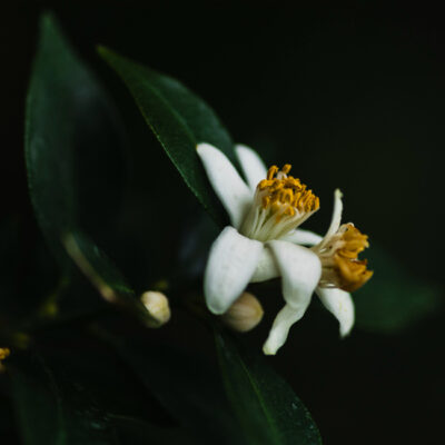 Neroli