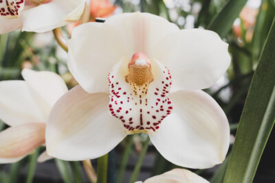 Royal Gulf Orchid