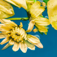 Exotic Ylang Ylang