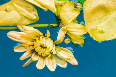 Exotic Ylang Ylang
