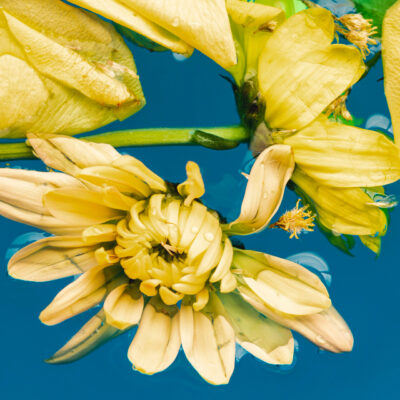 Exotic Ylang Ylang