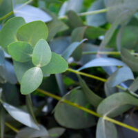 Exotic Eucalyptus