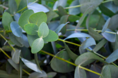 Exotic Eucalyptus