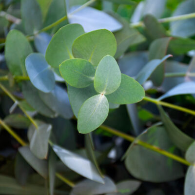 Exotic Eucalyptus