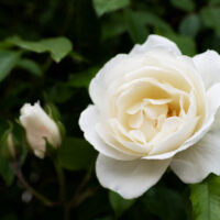 Elegant Gardenia