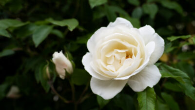 Elegant Gardenia