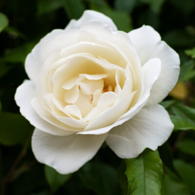 Elegant Gardenia