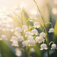 Fairy Lily of the Valley