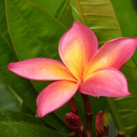 Polynesian Frangipani