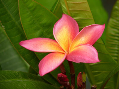Polynesian Frangipani