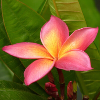 Polynesian Frangipani
