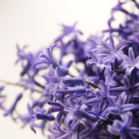 Luscious Lavender