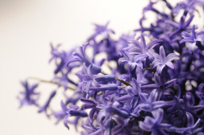 Luscious Lavender