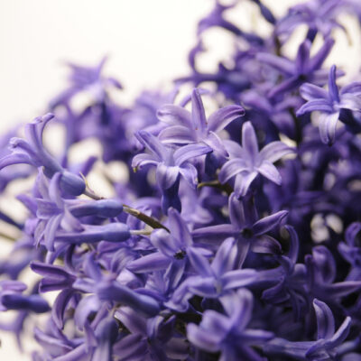 Luscious Lavender