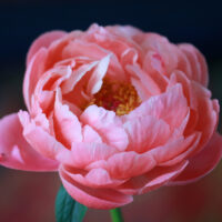 Empress Peony