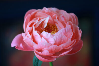 Empress Peony