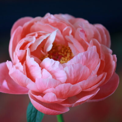 Empress Peony