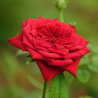 GrandifloraBlooming Rose