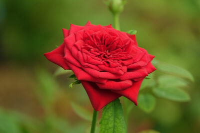 GrandifloraBlooming Rose
