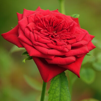 GrandifloraBlooming Rose