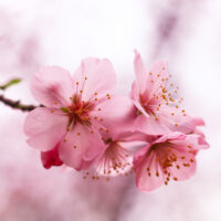 Cherry Blossom Sakura