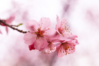 Cherry Blossom Sakura