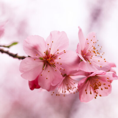 Soulful Sakura