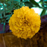 Golden Marigold