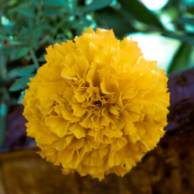 Golden Marigold