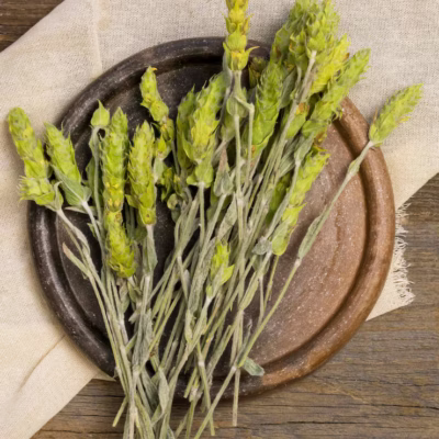 Ancient Thyme