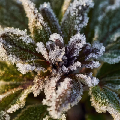 Arctic Menthol