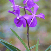 Dewdrop Freesia