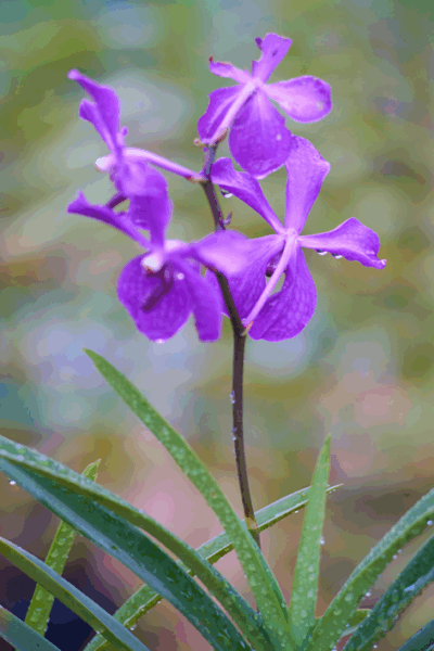 Dewdrop Freesia
