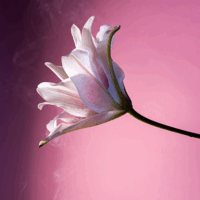 Diva Tuberose