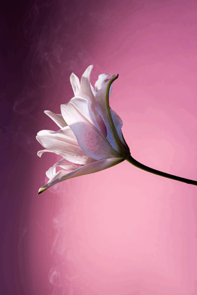 Diva Tuberose