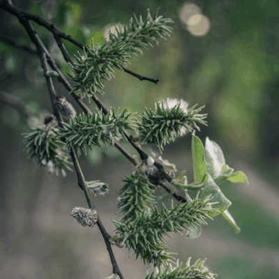Forgotten Oak Moss