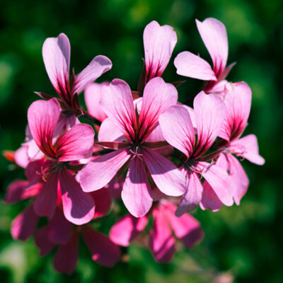Geranium