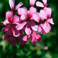 Graceful Geranium