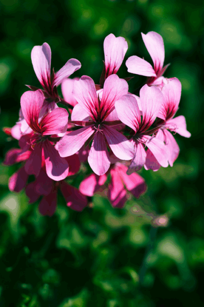 Graceful Geranium