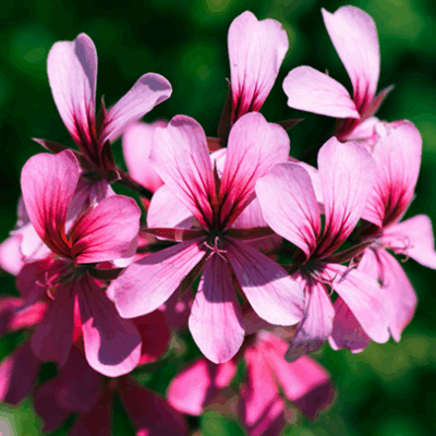 Graceful Geranium