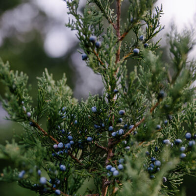 Juniper Berry