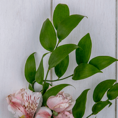 Lovely Laurel